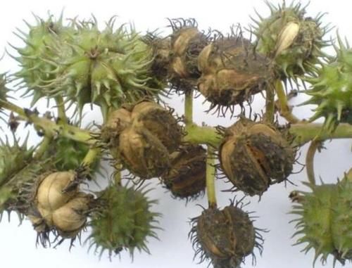  #根茎#以前一斤十几块的“蓖麻”，农村很多人种，为何如今却很