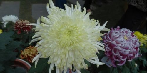 【优良】喜欢玫瑰,那就养”优良名菊“碧海英姿,花色鹅黄,赏心悦目!