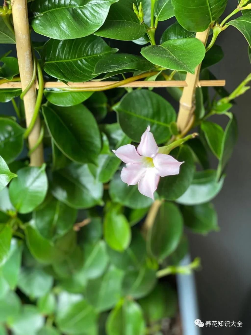  『朋友』我的小院我的花，一花一草都是我的好朋友！