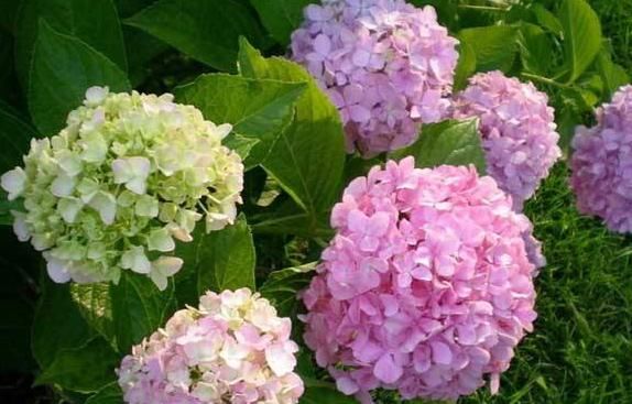  观赏价值@日子想要过红火，“4种花”一定要养，新年进门见喜，鱼跃龙门