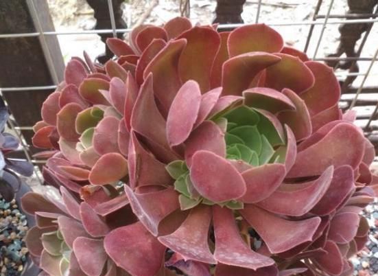 经验|夏季浇花经验分享篇:花友新入坑切记5点,盆栽多肉长得美呆了