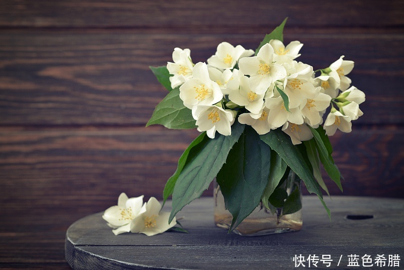 #摄影#充满幽香的茉莉花,摄影怎么拍?表现洁白素雅的意境