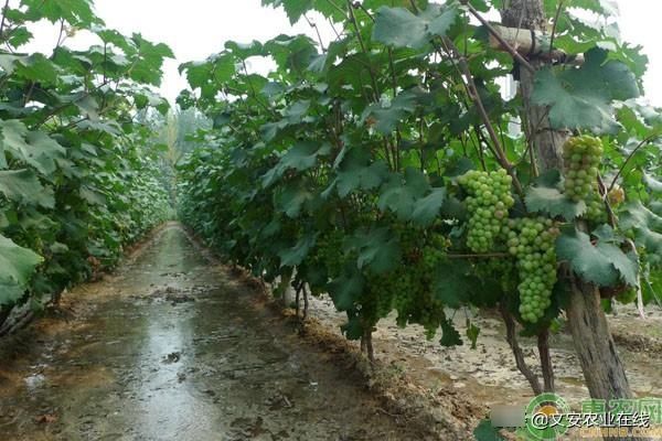  「葡萄」3个农村套种成功致富案例，最后一种亩收入2.5万