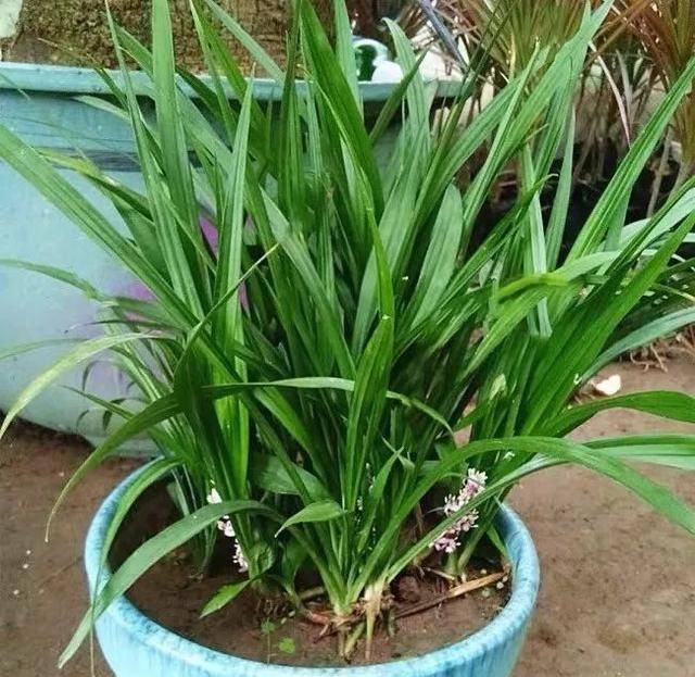  [排水良好]家养三种“幸运草”，招福旺运惹人爱，清新又悦目