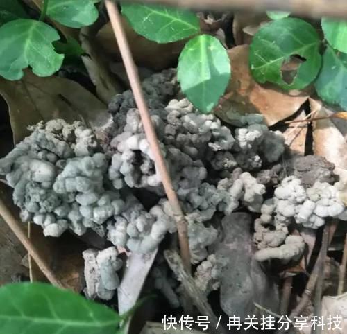  【绿萝】出门捡点东西，用来养花，不花一分钱，绿萝吊兰都喜欢！