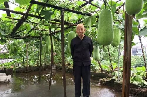  [楼顶]80岁的大爷，将废弃楼顶，改造成空中花园，里面的庭院太美了