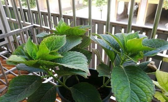 『移植』春天养花是门技术活:掌握4个诀窍,盆栽个个枝叶繁茂、开花多