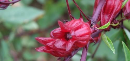  魔性：好魔性的植物，名字叫“红桃k”，养上一盆，开花好看又能泡茶喝
