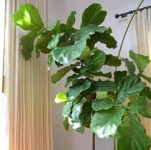  『琴叶榕』3种以“病菌为肥”的花，杀毒清细菌，室内养上两盆，家人健康