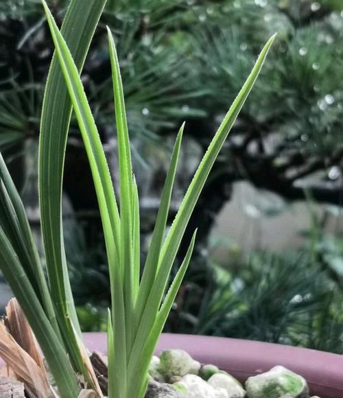  「越好」养兰最大的误区：兰花根系越好越好吗?