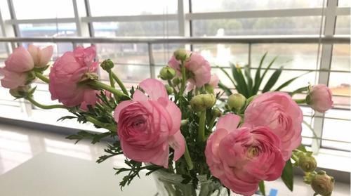  毛茛■花毛茛倒伏？注意这些点，重新直溜溜长！