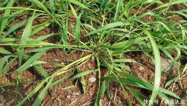  「牛筋草」乡间1种“野草”，长路边不起眼，农民当害草，竟有人