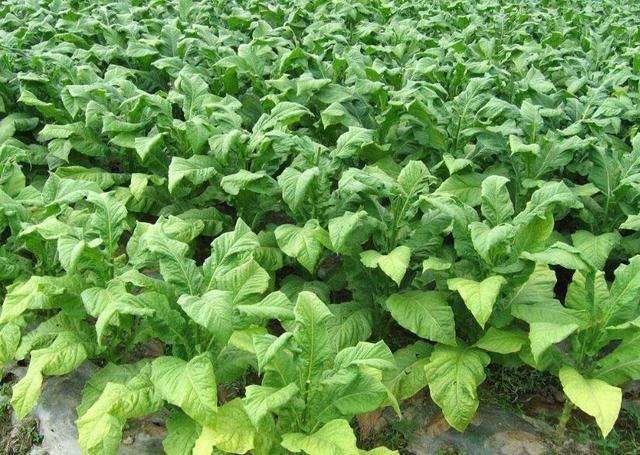 目前农村创业新点子，只要自己愿意干，年收入10万+