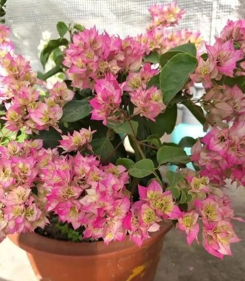  「光照」三角梅不爱开花长得慢，改变养殖方法，株型美观，花比叶多