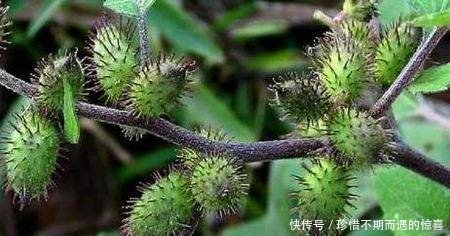 农村这种野草，果实长满刺，农村娃拿它当玩具，却不知它价值珍贵