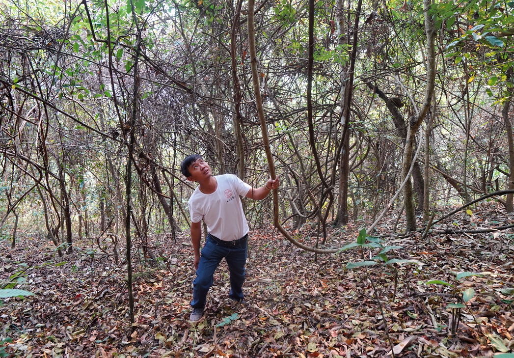 探秘古茶树:当地人说很多老茶树被无知砍了，而留下来是因为人懒