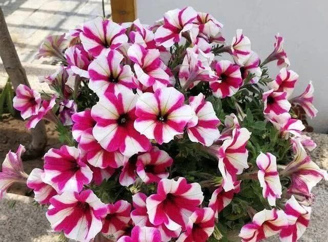 矮牵牛■此花,花期长花色艳,购买起来也不贵,非常适合室内养殖。