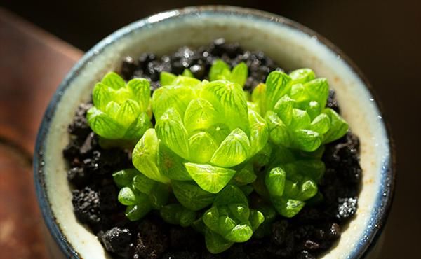  『晶莹』玉露晶莹通透，受到很多人的喜爱，晶莹通透的玉露多肉怎么养能爆盆？