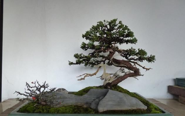  『根部』家养盆景“黄叶”最常见！教你几招，轻松解决，更具观赏性！