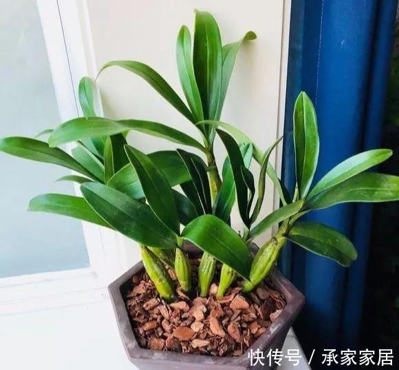  『漂亮』门前石头上长了一丛草，朋友出1000元来买，开起花来真漂亮！