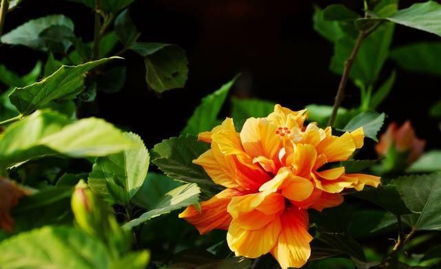 观赏价值■“聪明人”偏爱的2种“花”,养家里一盆,身体健康精神好!