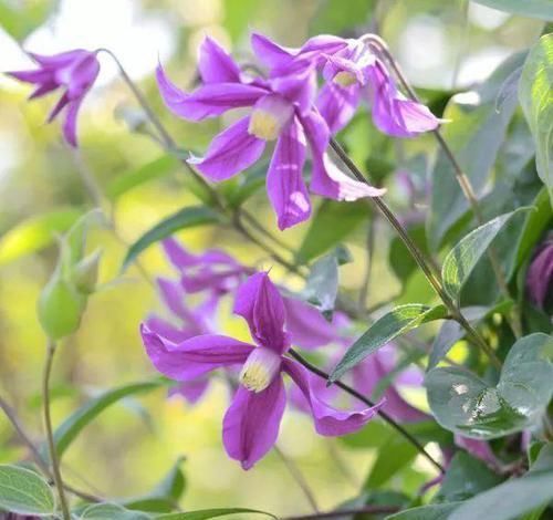  [园艺师]被誉为“藤本植物皇后”的杰克曼铁线莲，堪称植物认第一。
