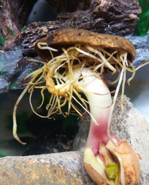  『把花生米』她用几粒花生米，种出一盆大花生，冒出来的豆芽根忒好看！