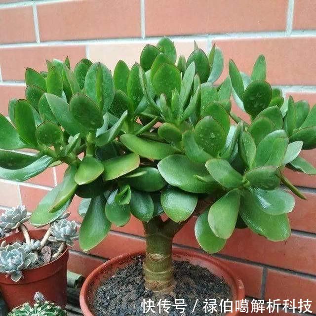 老桩@养玉树有3个“重点”,叶厚实油亮,枝干茁壮,小苗变老桩