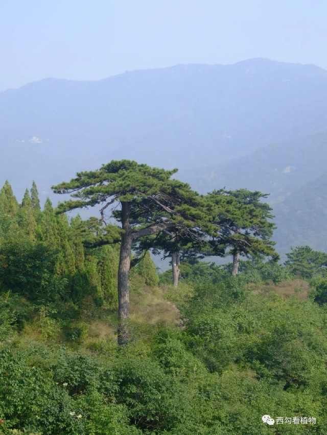  「辛庄」辛庄植物004——油松