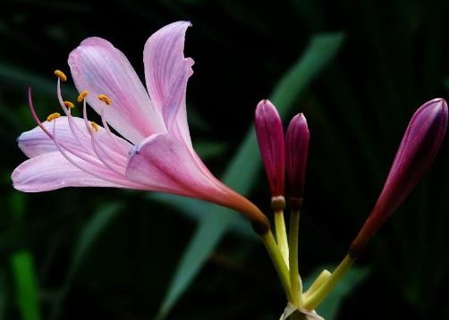  『养花』“养花杀手”常犯的4个毛病，养啥花都枯盆，看看你占了几个？