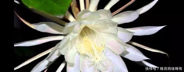 世界最值钱的花一种被称为无价之宝，一种在中国卖出百万高价
