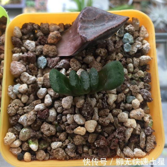  『植物』春天买的多肉植物们，花了几百块，不知道亏了吗