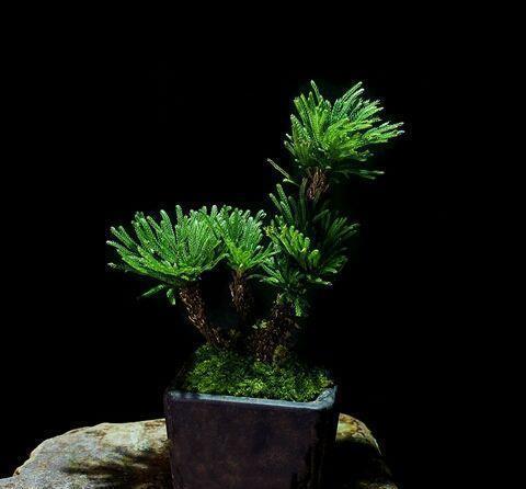  「植物」这花号称“死不了”，干透浇点水，叶子绿油油
