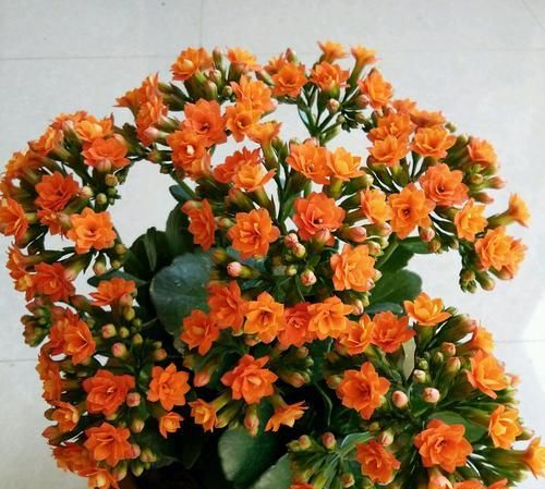  「寿花枝条」为什么新手喜欢把长寿花养成老桩，大神喜欢年年扦插长寿花新苗？