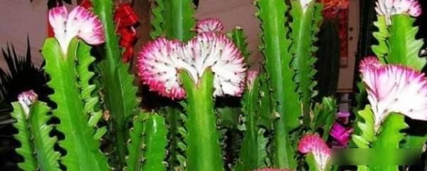  『花开花』龙骨花开花吗？傍晚时花朵开的最旺盛！