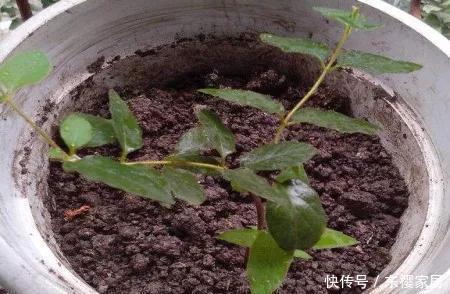 『养花』花养人，人养花，养1盆祛燥降火，能观赏，能食用