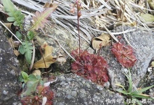 『株型』株型小的1种“野草”,被称为“茅膏菜”,看到是福气,珍贵!