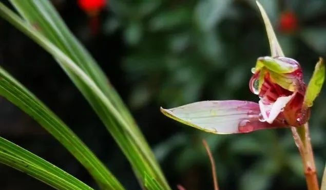  肩瓣■兰花有几个花瓣？可能养了几年兰花的人，都还没数过