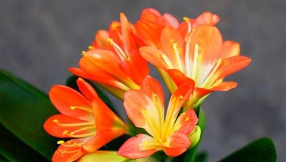  好运■5款适合“室内”的花卉，寓意“招财进宝”，花开富贵招好运