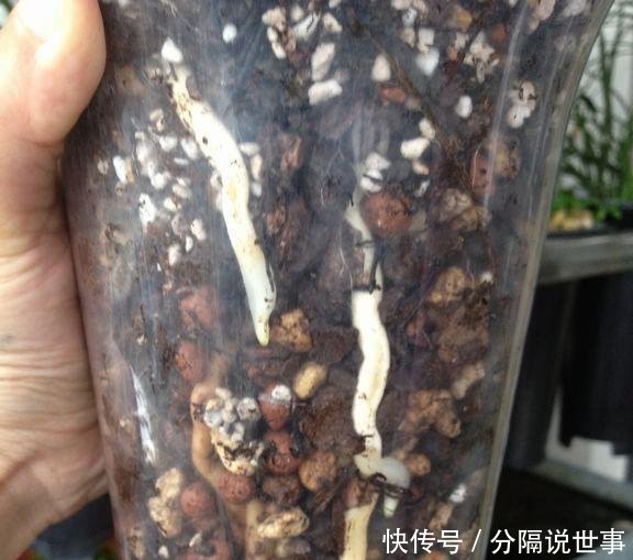  『兰花』用这个垃圾养兰花，兰花露出白花花的腿，爆盆给你看