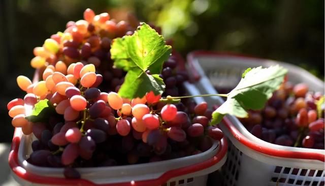 不到新疆，都不知道中国的秋天有多美！秋天的丝绸之路景色宜人