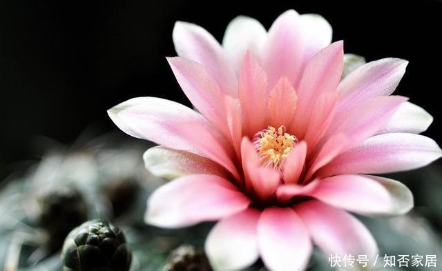  新手@3种花很好养，耐热耐晒更耐旱，适合新手和懒人养护，韵味十足