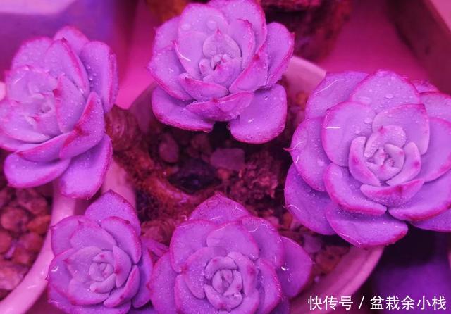 「旺盛」春天让多肉淋几场雨,越长越旺盛,但这些最好别淋,容易生病虫害