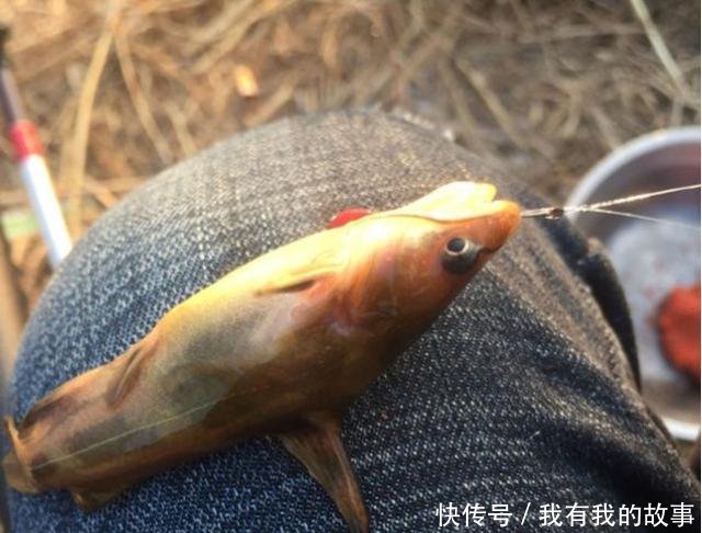  钓友@连竿时突然停口是大鱼进窝别高兴太早，在春季这些可能性更大