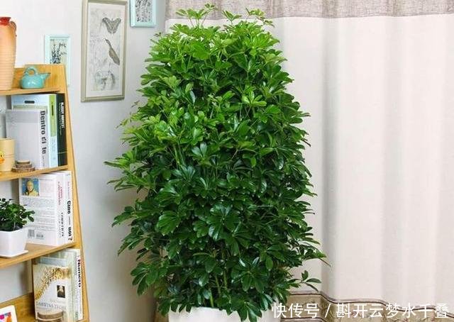  [土壤]招财树换盆，3个原则不能错，7天就缓苗，叶片多，八方来财
