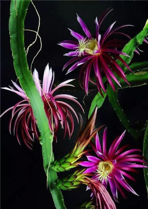  『令箭荷花』6种“荷花”，不用水只用土，开花一茬接一茬！