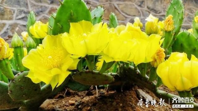  颜值|仙人掌花开见过吗？颜值也很高