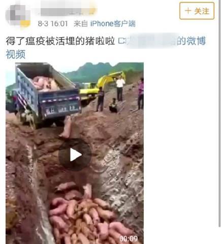 河北多人感染猪病毒死亡？近期猪肉不能吃了？这些传言都是假的