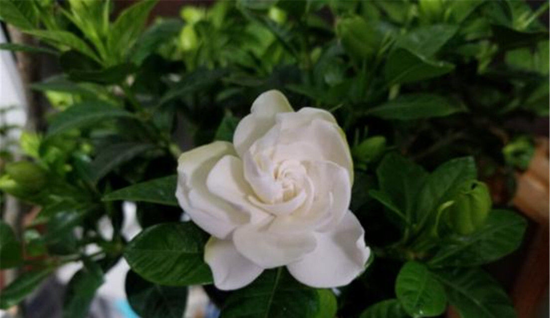  「花开满」栀子花养护离不开的“三大元素”，花开满盆，圆成球！