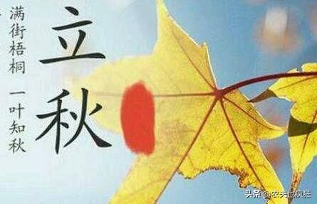 立秋将至，俗语“立秋顺秋，绵绵不休”什么意思？今年是顺秋吗？